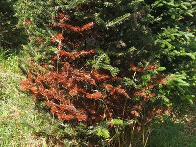 Evergreen shrub with large sections of brown dead needles among green branches
