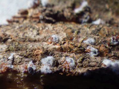 Tree bark with small white fuzzy lichen-like patches and tiny brown fruiting bodies