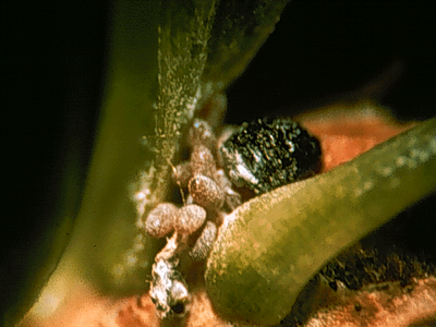 Cluster of white fuzzy scale insects attached to a plant stem near a bud