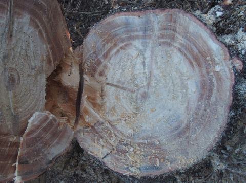 red reaction wood from bwa