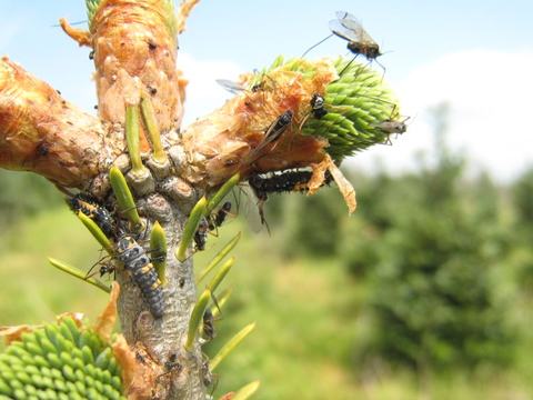 Pine branch with young cones and several small wasps and larvae on buds