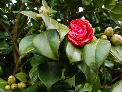 Common camellia