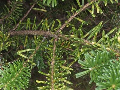 Green conifer branches with short flat needles on intersecting brown stems