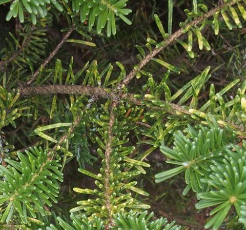Green conifer branches with short flat needles on intersecting brown stems