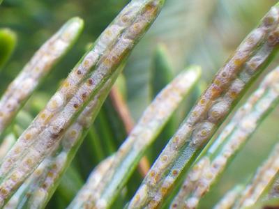 Close-up of slender green leaflets showing rows of small circular yellow-brown spore spots