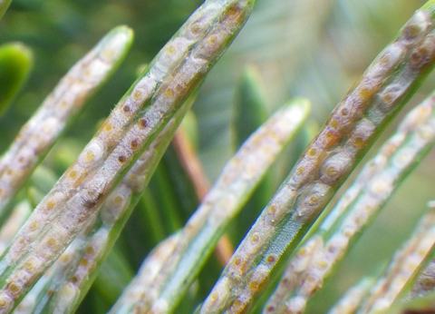 Close-up of slender green leaflets showing rows of small circular yellow-brown spore spots