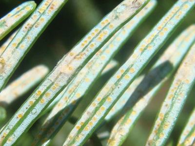 Conifer needles showing linear rows of yellow circular spots on their surfaces