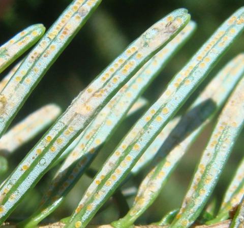 Conifer needles showing linear rows of yellow circular spots on their surfaces