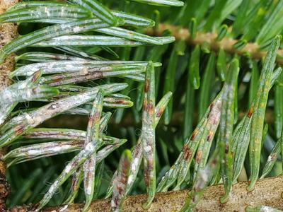 Close-up of active elongate hemlock scale on Fraser fir