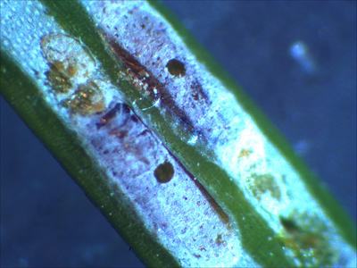 Magnified needle-like leaf with white powdery discoloration, brown spots, and green margins