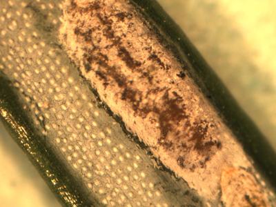 Oval white waxy scale insect attached to green plant surface