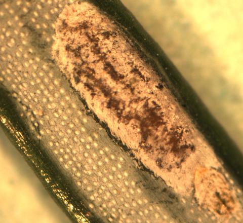 Oval white waxy scale insect attached to green plant surface