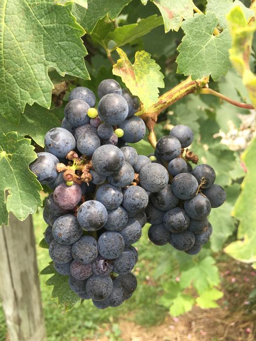 grapes