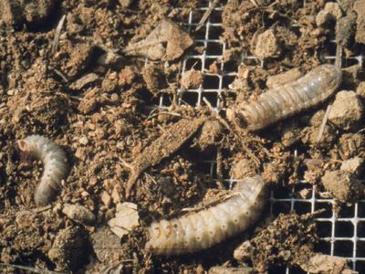 Green June beetle grubs appear to 'crawl' on their backs. They do not feed on tree roots.