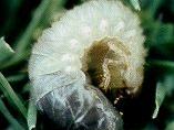 Curled white grub (beetle larva) resting on green grass