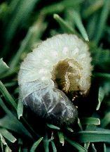 Curled white grub (beetle larva) resting on green grass