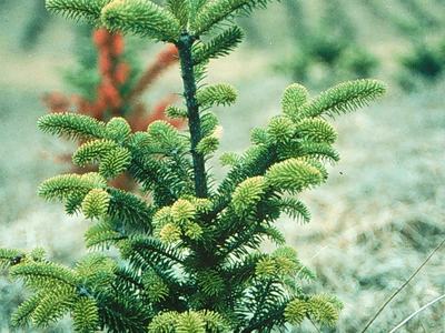 Young evergreen sapling with bright green new growth in a grassy field
