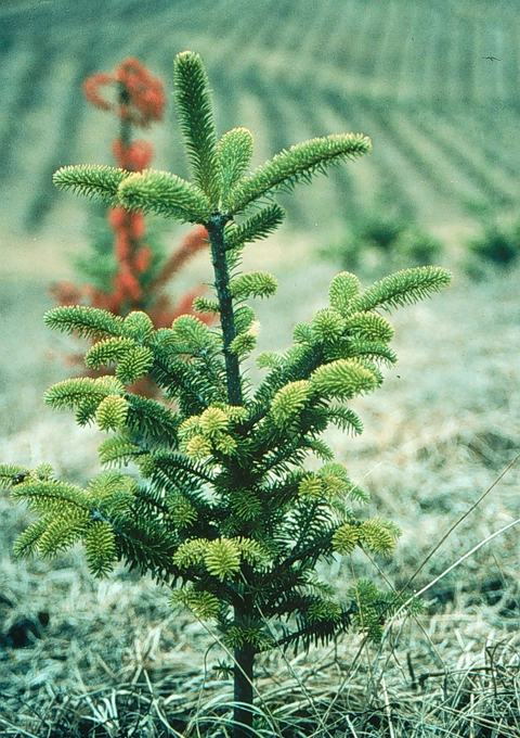 Young evergreen sapling with bright green new growth in a grassy field