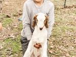 Little boy holding baby goat