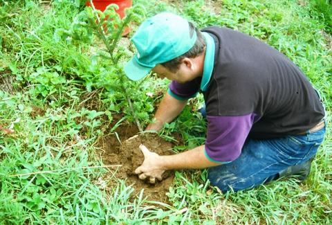 Person kneeling in grass planting a young conifer, packing soil around its root ball.