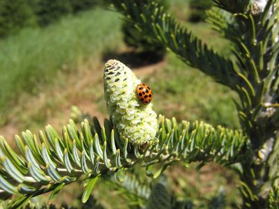 Orange ladybug with black spots on a young fir cone on a conifer branch