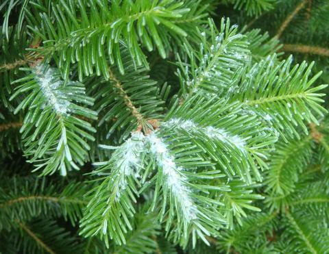 Fir branches with white cottony residue along the needles