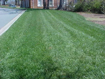 Strip of mowed green lawn beside a sidewalk and street with brick building in background