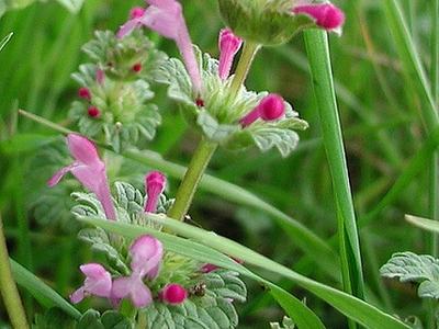 Pink henbit flowers (small tubular blooms) clustered among green grass