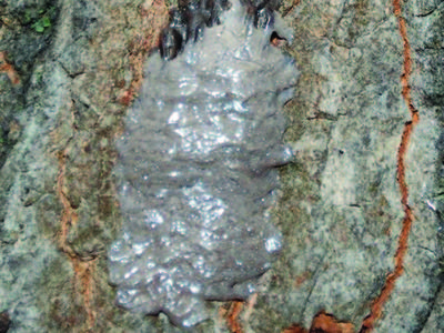 Lanternfly