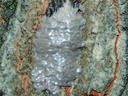 Lanternfly