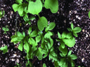 microgreens