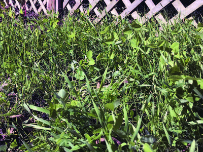 winter cover crop