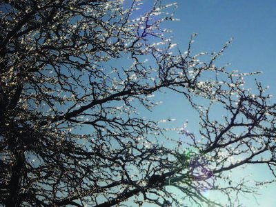 Bare tree branches coated in ice glistening against a clear blue sky