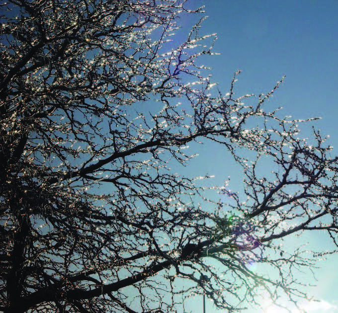 tree branches