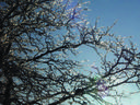 Bare tree branches coated in ice glistening against a clear blue sky