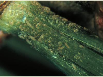 Rust mites and mite eggs at the base of white pine needles