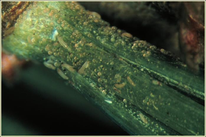 Rust mites and mite eggs at the base of white pine needles