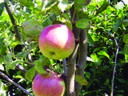 Apples on the tree
