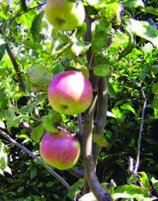 Apples on the tree