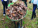Wheelbarrow with leaves