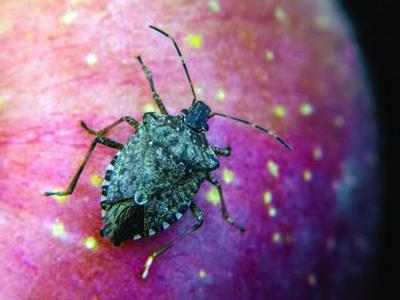 Brown marmorated stink bug resting on red apple skin