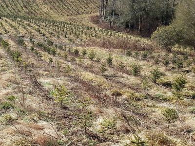 Young evergreen saplings planted in rows on a grassy hillside beside leafless trees