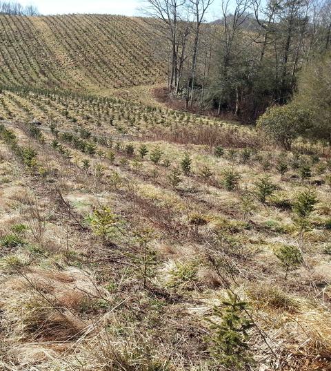 Young evergreen saplings planted in rows on a grassy hillside beside leafless trees