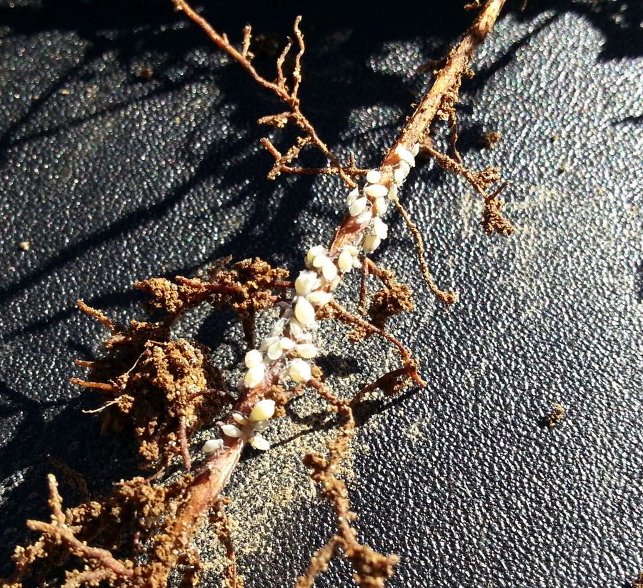 Root aphids feeding on a root