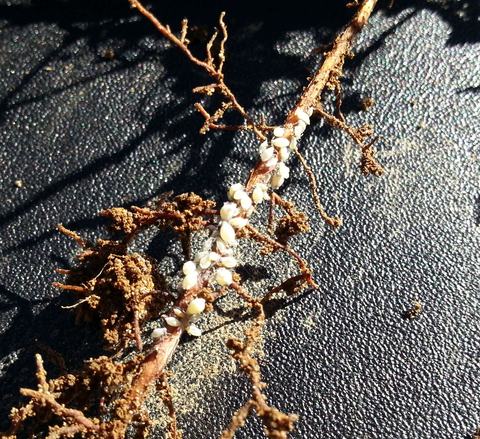 Root aphids feeding on a root