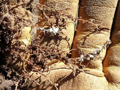 Root aphids feeding on fine feeder roots