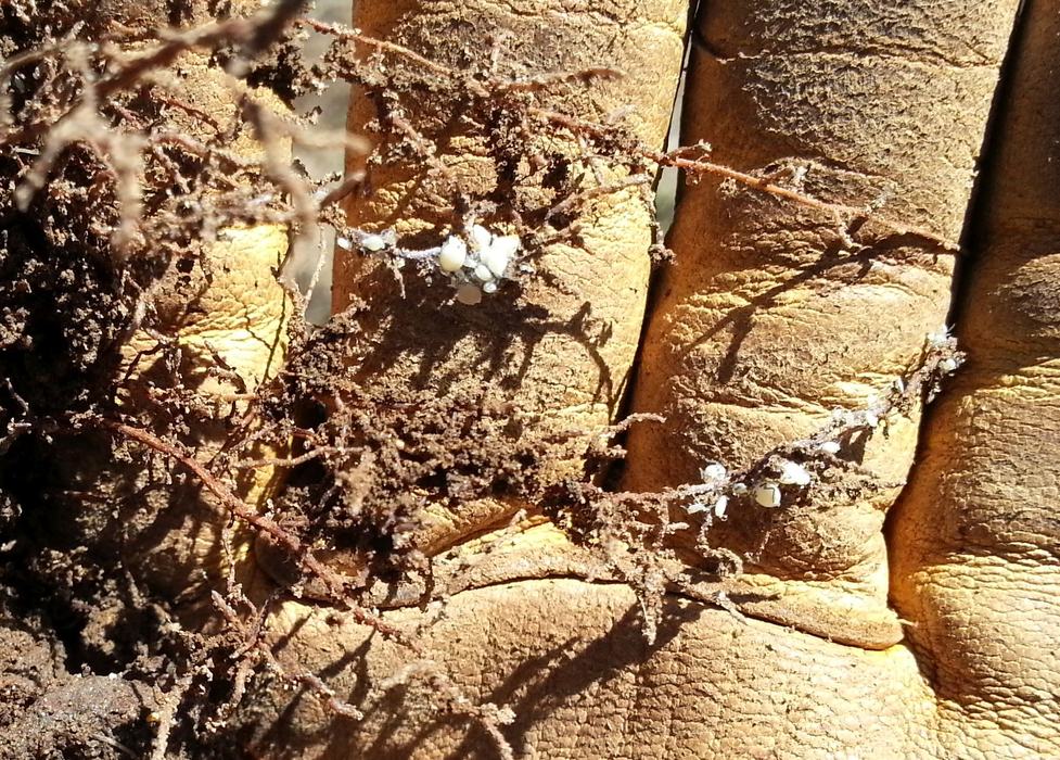 aphid colony on underside of tomato leaf (note white cast skins)
