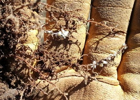 Root aphids feeding on fine feeder roots