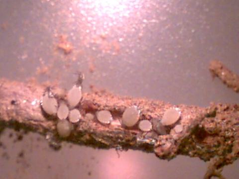 Cluster of small white oval insect eggs attached to a twig