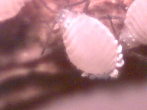 White mealybug (scale insect) attached to plant stem, close-up